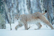 RF- European lynx (Lynx lynx) walking in birch forest in snow, Central Norway. (This image may be licensed either as rights managed or royalty free.)