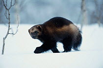 Wolverine in snow {Gulo gulo}  Norway