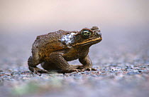 Giant toad showing poison from glands {Bufo marinus} Townsville, Queensland, Australia