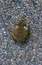 Giant toad showing poison from glands {Bufo marinus} Townsville, Queensland, Australia