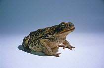 Giant toad / Cane toad portrait {Bufo marinus} Queensland, Australia Captive