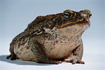 Giant toad aka Cane toad portrait {Bufo marinus} introduced Queensland, Australia