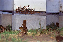Giant / Cane toads attacking bees at hive {Bufo marinus} Queensland, Australia. Captive