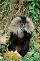Liontail macaque feeding {Macaca silenus} Anamalais WS, India Tamil Nadu