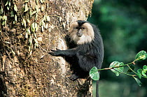 Liontail macaque climbing tree trunk {Macaca silenus} Anamalais WS, Tamil Nadu, India