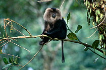 Liontail macaque {Macaca silenus} Anamalais WS, Tamil Nadu, India