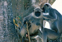 Southern plains grey / Hanuman langur {Semnopithecus dussumieri} grooming, Bandipur NP, India Karnataka