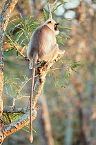 Southern plains grey / Hanuman langur {Semnopithecus dussumieri} in tree, Bandipur NP, India Karnataka