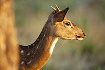 Chital deer {Axis axis} juvenile stag, Bandipur NP, Karnataka, India