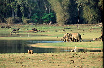 Bandipur NP, Karnataka, India. Wild gaur, Chital / Spotted  deer, Indian elephants and Egret at water
