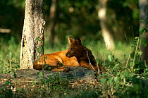 Dhole / Indian wild dog {Cuon alpinus} Bandipur NP, Karnataka, India