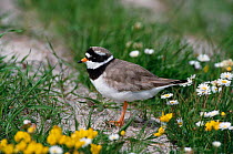 Ringed plover on machair {Charadrius hiaticula} South Uist, Scotland, UK