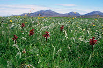 Flowers on machair South Uist, Outer hebrides, Scotland, UK