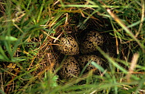 Redshank {Tringa totanus} ground nest with eggs on Machair, South Uist, Hebrides, Scotland