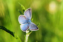 Common blue butterfly {Polyommatus icarus} male, Sweden