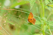 Scarce copper butterfly female {Lycaena virgaureae} Sweden