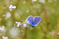 Silver studded blue butterfly, male {Plebejus argus} Sweden