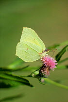 Brimstone butterfly {Gonepteryx rhamni} on thistle {Cirsium arvense} Sweden