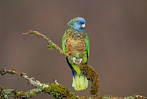 St Lucia parrot {Amazona versicolor} Endangered species found only on St Lucia, Lesser Antilles, Caribbean.