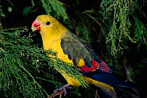 Male Regent parrot {Polytelis anthopeplus} feeding on seeds on tree, native to South East and South West Australia