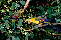 Pair of Regent parrots {Polytelis anthopeplus} feeding in tree on seeds and fruit, native to South East & South West Australia. Male on the right; female on left.