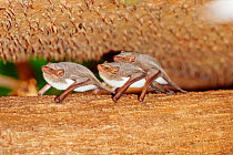 Mauritian tomb bats roosting {Taphozous mauritianus} Ampijora forest, W Madagascar
