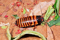 Giant hissing cockroach {Elliptorhina javanica} Berenty PR, Madagascar