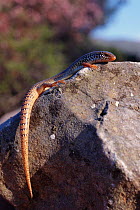 Ocellated skink {Chalcides ocellatus} Greece