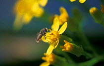 Common bee-fly feeding on flower nectar {Bombylius major} Spain