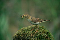Willow warbler with insect prey {Phylloscopus trochilus} Sweden