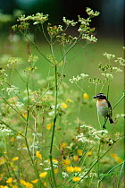Whinchat male with insect prey {Saxicola rubetra} Sweden