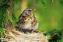 Fieldfare at nest {Turdus pilaris} Sweden