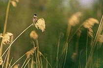 Reed bunting singing on reed {Emberiza schoeniclus} Sweden