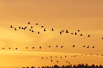 Common cranes {Grus grus} flying against sunset, Sweden
