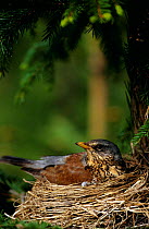Fieldfare sitting on nest {Turdus pilaris} Sweden