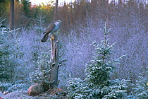 Northern goshawk female perched {Accipiter gentilis} Sweden