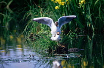 Black headed gulls mating {Chroicocephalus ridibundus} Sweden
