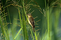 Sedge warbler in reeds {Acrocephalus schoenobaenus} Sweden