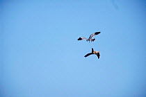 Montagu's harrier pair courtship display in flight {Circus pygargus} Sweden