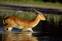 Male Red Lechwe running through water {Kobus leche} Moremi WR, Botswana, Southern Africa 2005