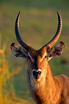RF- Male Waterbuck head portrait (Kobus ellipsiprymnus) Mana Pools National Park, Zimbabwe. (This image may be licensed either as rights managed or royalty free.)