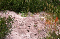 Nest burrows of Sand lizard {Lacerta agilis} Purbeck, Dorset, UK