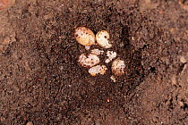 Sand lizard eggs {Lacerta agilis} Purbeck, Dorset, UK