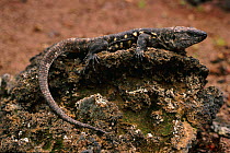 El Hierro giant lizard {Gallotia simonyi} El Hierro Canary Islands Spain