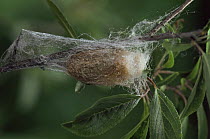 Small emperor moth chrysalis in silk threads {Saturnia pavonia} Germany