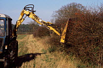 Hedge cutting in autumn (wrong time of year as berries are removed and birds cannot feed) UK