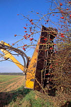 Hedge cutting in autumn - wrong time as berries are removed + birds cannot feed, UK