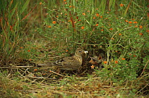 Skylark with chicks at nest on ground {Alauda arvensis} UK