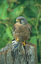 Kestrel male {Falco tinnunculus} with Chaffinch prey {Fringilla coelebs} UK
