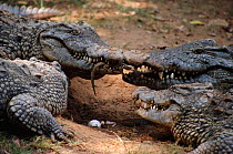 Nile crocodile carries newly hatched young in mouth {Crocodylus niloticus} Madagascar. Nile crocodiles bury their eggs in sand and when the babies hatch they call out until the mother digs them up and...
